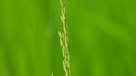 spider in green grass - rice grass - gold
