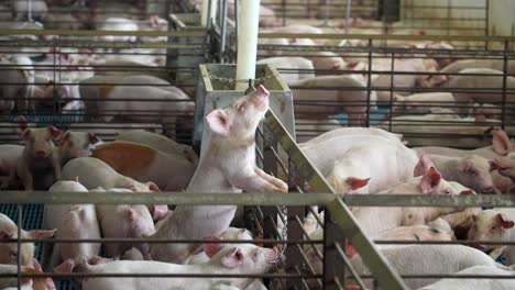 pig tries to escape cage