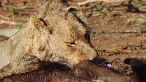 Three-year-old-male-lion-feeding-on-an-African-buffalo-in-the-late-morning---Greater-Kruger-National-Park