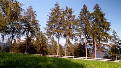 larches high up on a mountain top