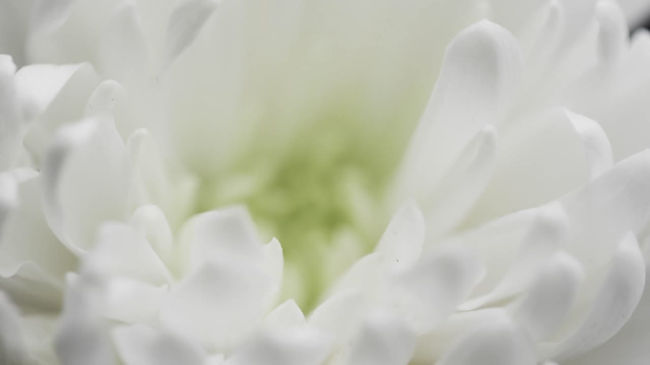 Micro video in primo piano di fiore bianco con spazio per il testo su sfondo grigio