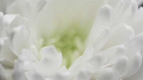 micro video of close up of white flower with copy space on grey background