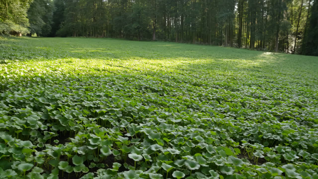 Lush Green Field with Forest and Sunlight