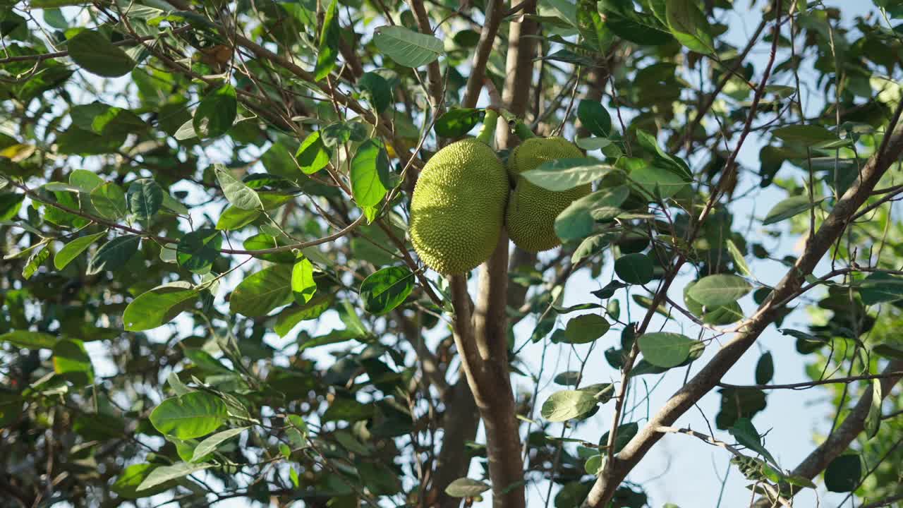 Jackfruit on a tree