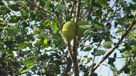 jackfruit on a tree