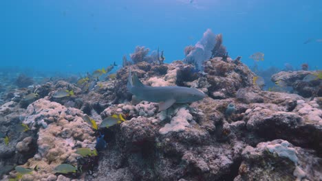 el tiburón enfermera nada a través del hermoso arrecife de coral en los cayos de florida.