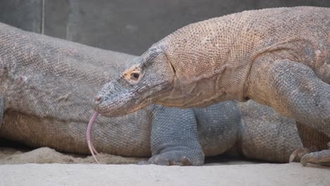two terrestrial iguanas with scaled reptile skin r 4k 2025 07 24 06 33 07 utc.mov | agile, animal, asia, background