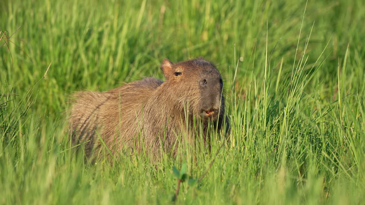 Close-up static view of capybara’s face and nose breathing in and out, detailed focus on nostrils and facial movements, Ibera wetlands, Corrientes, Argentina.