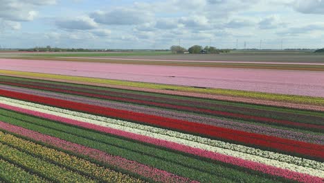 Filas-De-Coloridos-Campos-De-Tulipanes-Con-Turbinas-Eólicas-Y-Nubes-Blancas-Sobre-Un-Cielo-Azul-En-El-Fondo