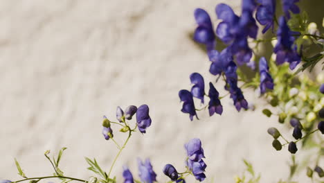 beautiful blue blossoming flowers in sunlight