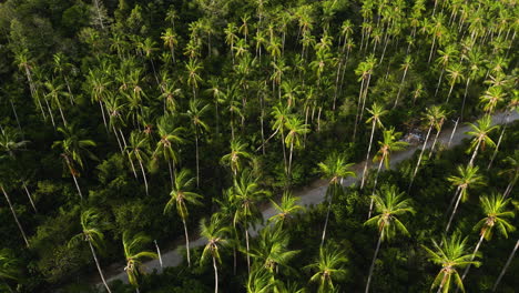 tall coconut palm trees in untouched wilderness in koh samui, aerial view