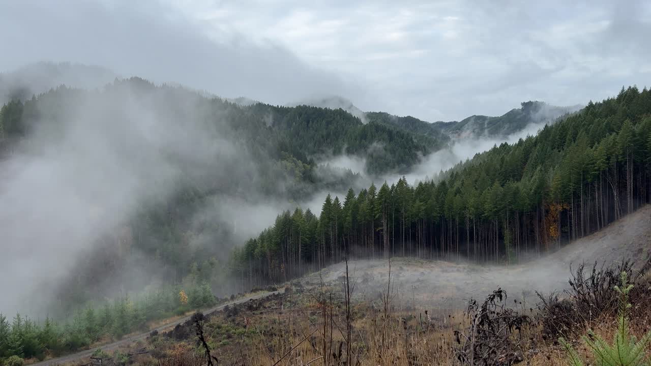 Mist rolling over PNW clearcuts