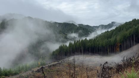 mist rolling over pnw clearcuts