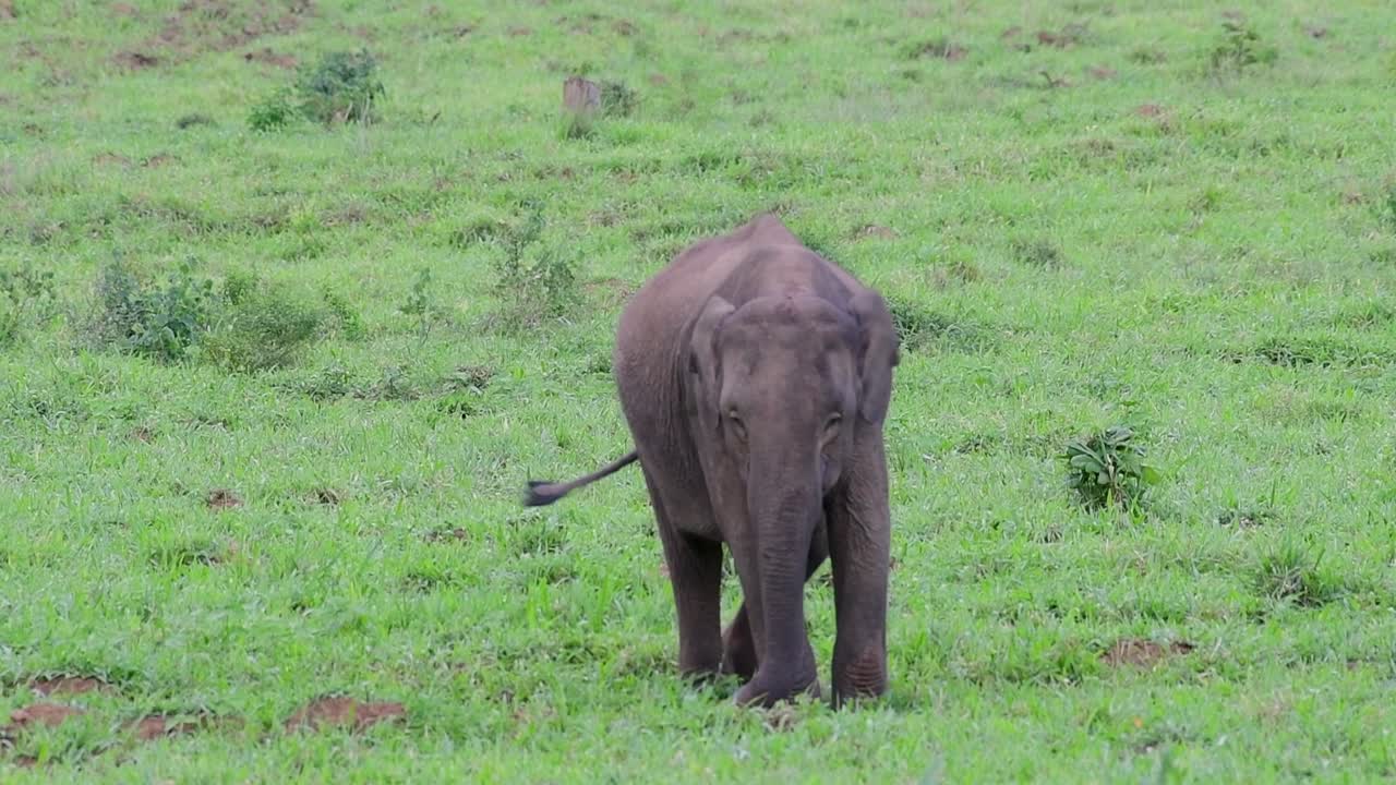 아시아 코끼리는 멸종 위기 종이며 태국 거주자이기도합니다.