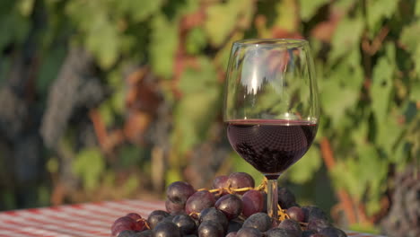 red wine tasting glass in italian vineyards, langhe piedmont italy