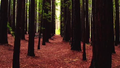 dark tall tree trunks stretch high into sky from redwoods in australia