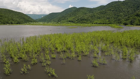 Helechos-Y-Arbustos-De-Plantas-Acuáticas-En-Aguas-Poco-Profundas-Del-Embalse-Del-Lago-Tkibuli