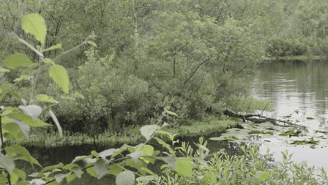 Schöne-Friedliche-Und-Beruhigende-Landschaft-Am-See-Im-Wald-In-Europa