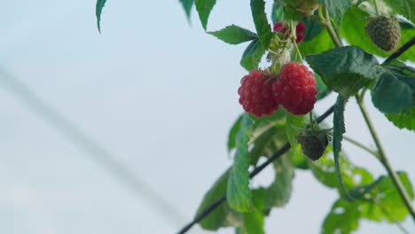 close up, red and green raspberries hanging from bush with blue sky background
