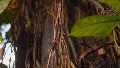 predatory red black assassin bug walks up a woody vine climber besides a huge tree trunk in the amazon forest