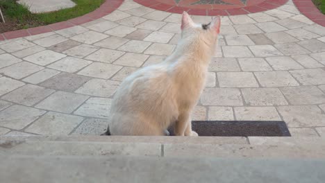 Hermoso-Gato-Blanco-Con-Mancha-Marrón-En-La-Cabeza-En-El-Suelo-De-Baldosas-En-El-Jardín,-Mirando-Alrededor-Y-Lamiendo-Su-Propia-Piel