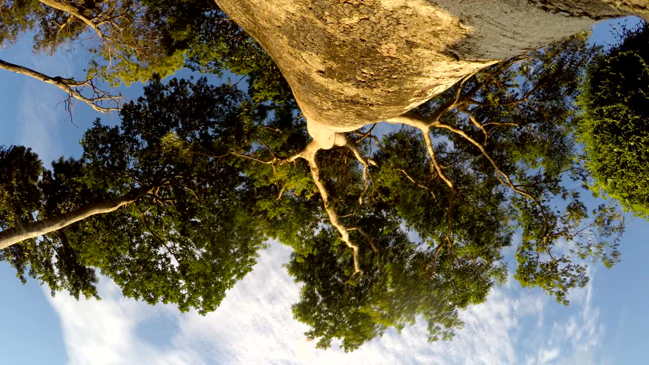 열대 낙나무 (tropical deciduous tree) 의 원활한 루프 영상