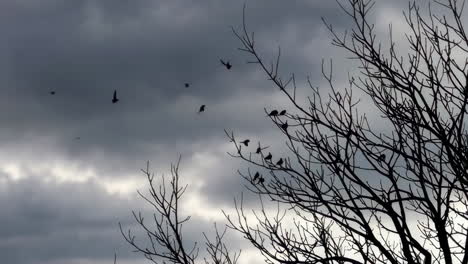 birds on a bare tree during a stormy sky