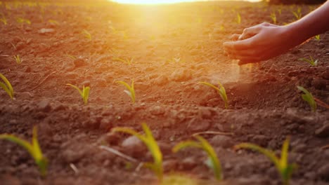 the farmer's hands are testing the soil on a field with young corn seedlings