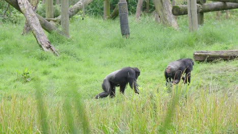 chimpanzees walking across grass in secure area