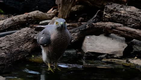 the shikra is a small bird of prey found in asia and africa