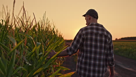 granjero en un campo de maíz al atardecer