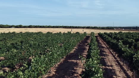 un día soleado entre los viñedos