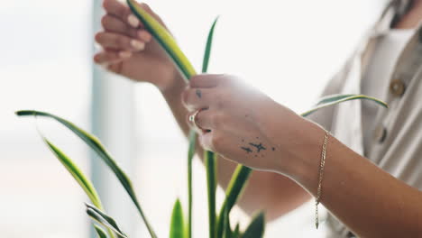 woman caring for a snake plant