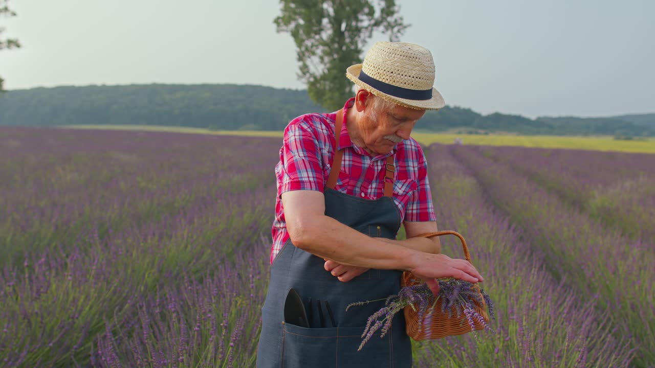Starší farmář, dědeček, na poli pěstující fialovou levanduli, slaví úspěch vítězným gestem.