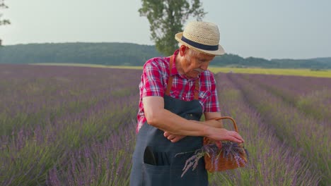 Abuelo-Granjero-Mayor-En-El-Campo-Cultivando-Lavanda-Púrpura,-Celebrando-El-éxito,-Gesto-Ganador