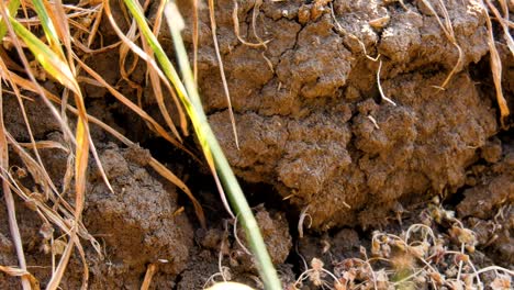 Dry-summer-that-affected-crops,-arid-land,-very-dry-land