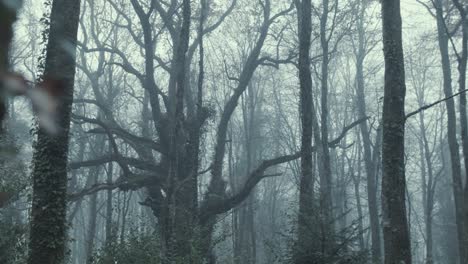 large old oak tree in woods among fog