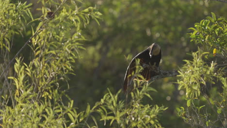 a bird perched on a branch in a lush tropical forest