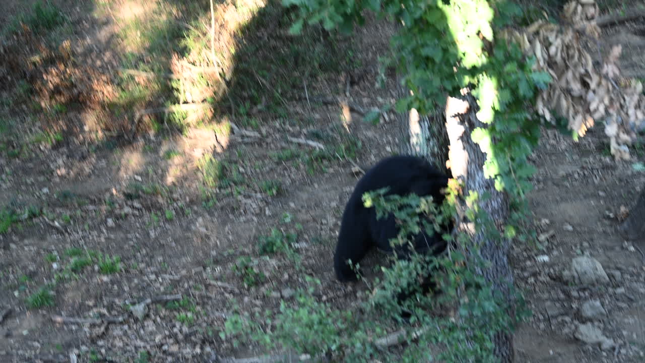 un oso negro intenta subirse a un árbol en un bosque francés, parque zoológico