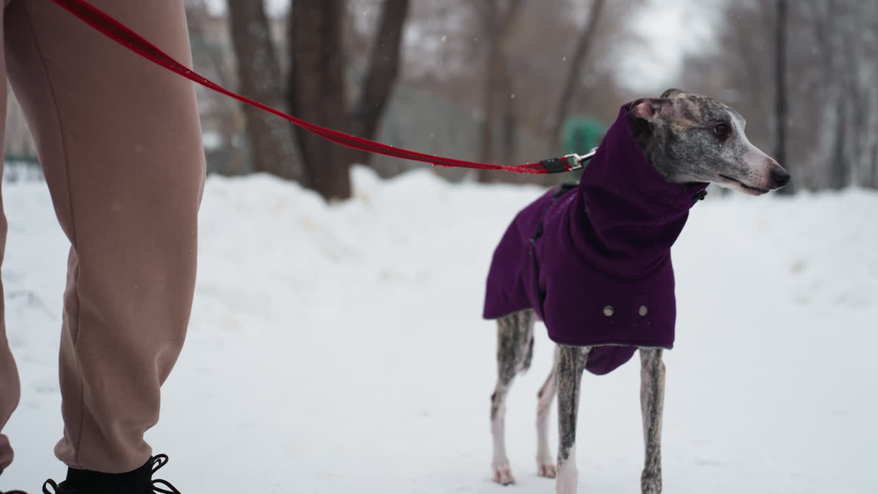 Dog owner wearing green winter jacket and gray beanie standing on snowy path in forest park, surrounded by bare trees and soft falling snow, calmly smiling at camera during quiet cold day