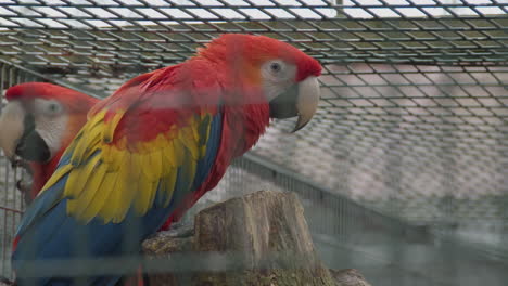 cerca de la guacamaya roja temblando sentada en una pequeña jaula de pájaros