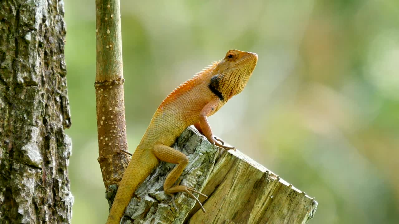 나무에 카멜레온