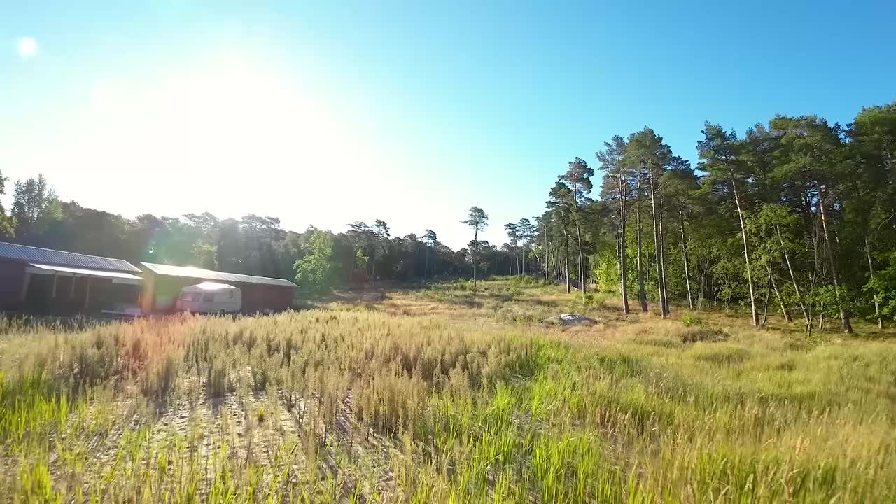 fpv는 백그라운드에서 숲 나무와 햇빛에 목욕 키 큰 잔디 위로 비행