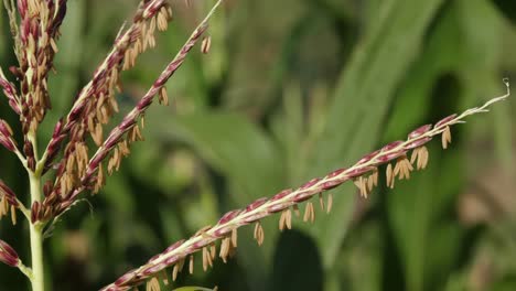 CU-detail:-Tassel-florets-in-maize-crop-field,-green-corn-agriculture