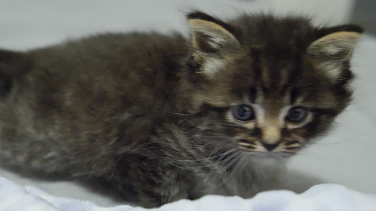 diminuto gatito maincoon atigrado oscuro arrastrándose en la cama