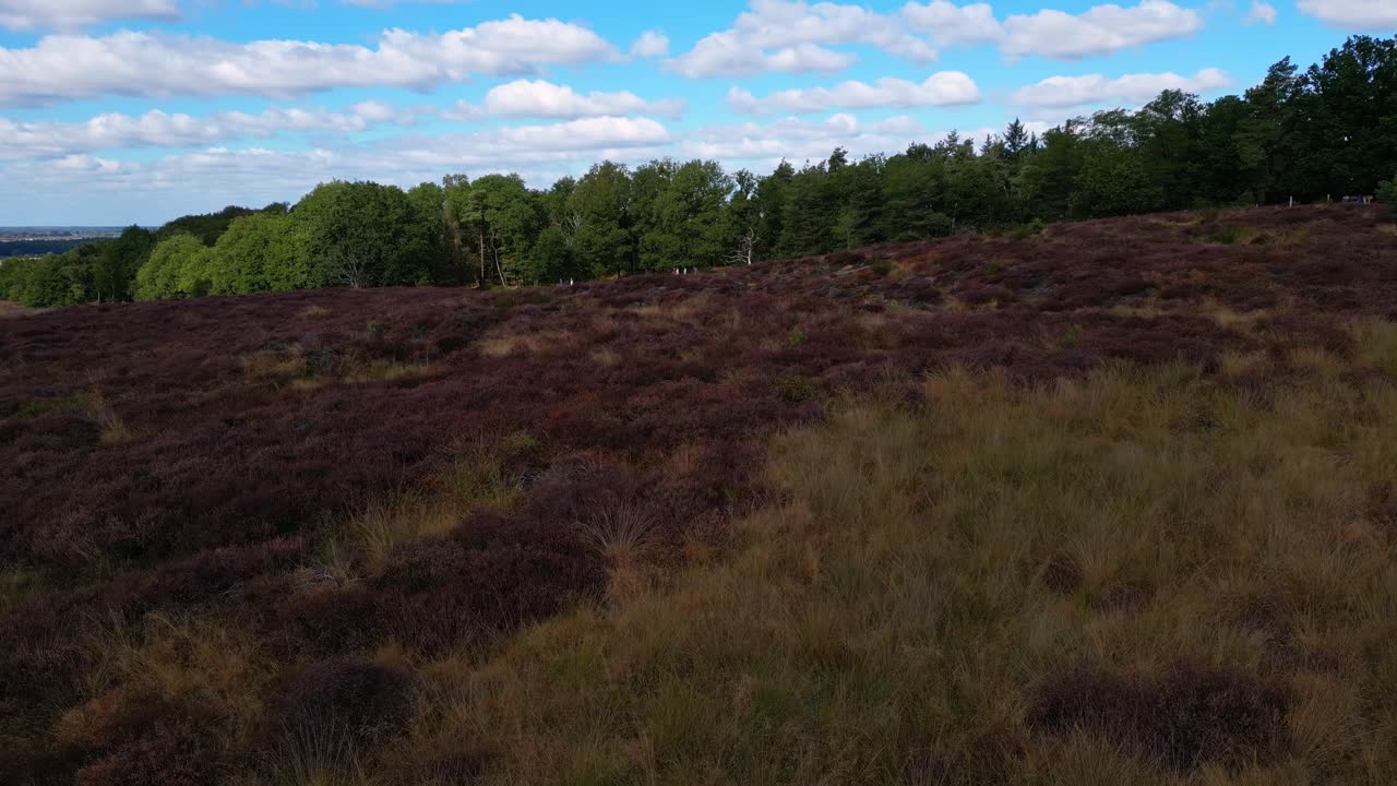 Heideveld in bloei in natuurgebied de Mookerheide in Nederland.