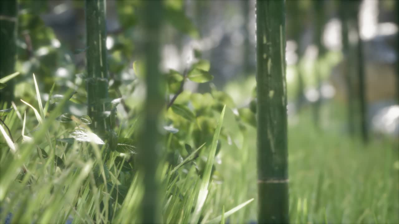초록색 대나무 숲 배경