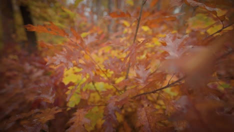 a close-up forward shot of the bright oak tree autumn leaves