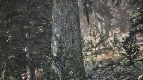 View-in-to-tall-pine-trees-on-a-summers-day