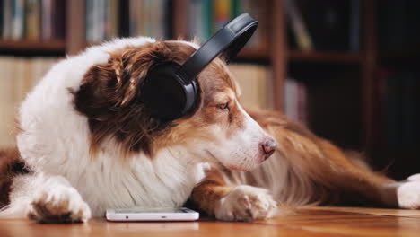 Gracioso-Perro-Estudiante-Yace-En-El-Piso-De-La-Biblioteca-02